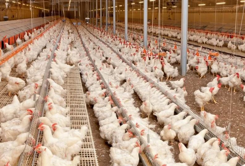 В Ахалском велаяте Туркменистана построят птицефабрику и животноводческие комплексы