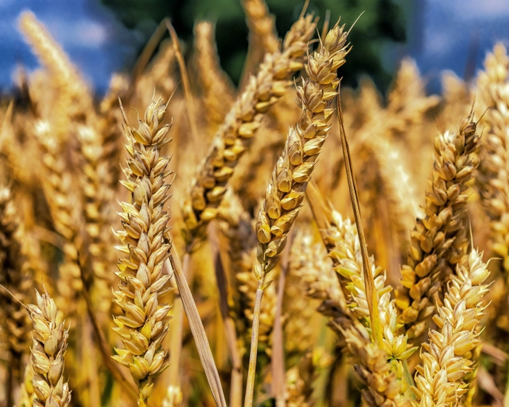 Афганистан планирует импорт пшеницы через Туркменистан