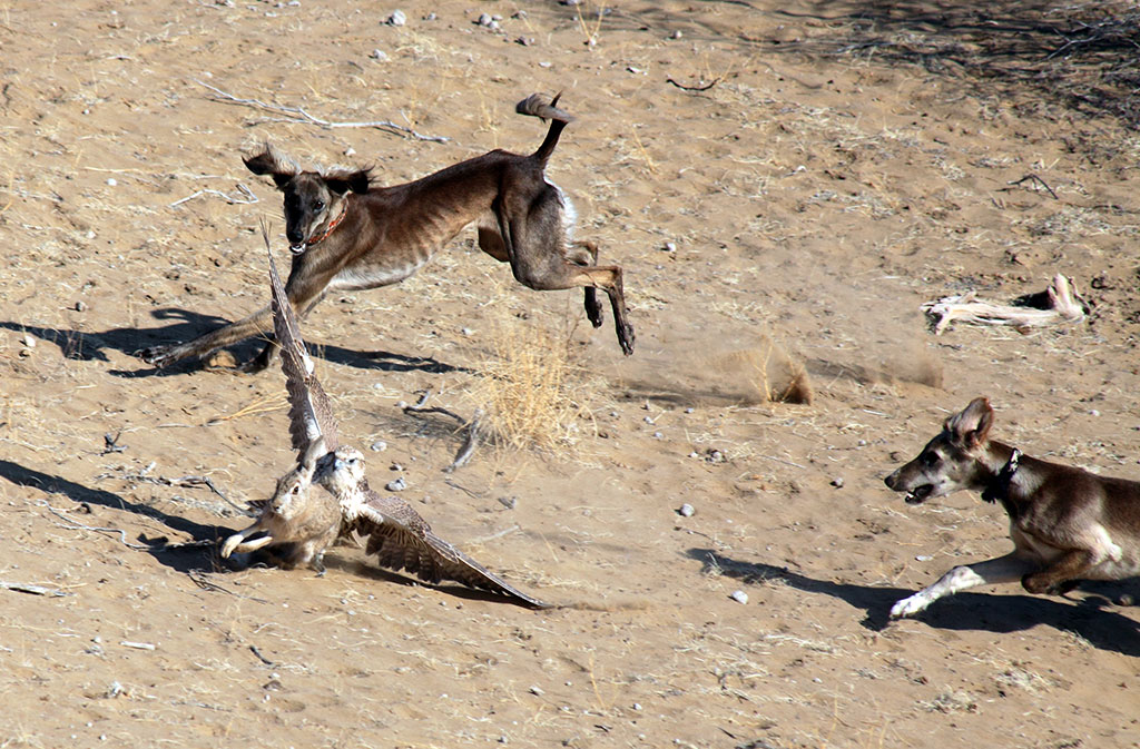 Turkmenistan to improve insurance system in the field of hunting and protection of hunting resources