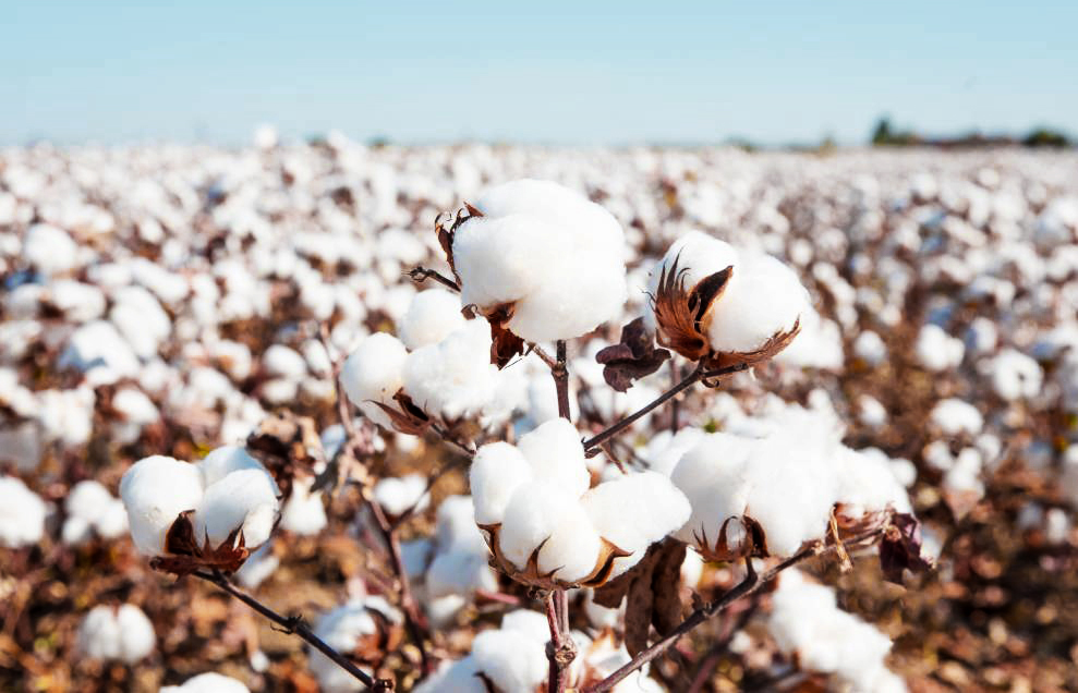 Mary welaýatynda kärendeçi daýhan 80 tonna pagta hasylyny ýygnamagy meýilleşdirýär