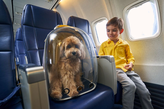 «Аэрофлот» теперь разрешает перевозить животных на соседнем кресле