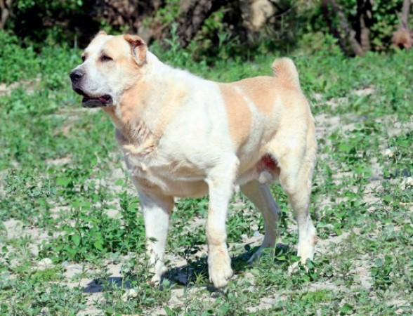 В Ашхабаде 26 октября пройдёт международный конкурс туркменских алабаев