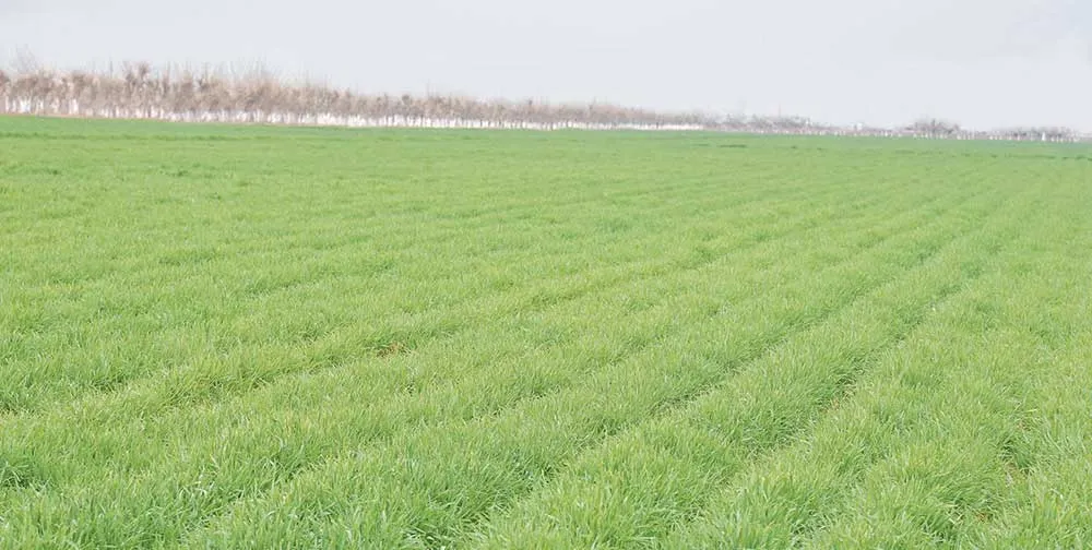 Ak bugdaý etrabynda 26 müň gektarda güýzlük bugdaýa ideg işleri geçirilýär