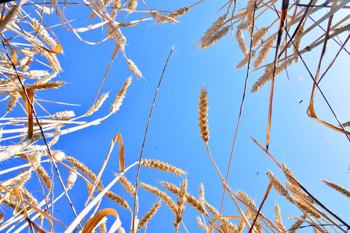 Türkmenistanda galla oragyna badalga berildi